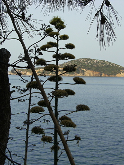 ostrvo_Skiatos_2008_153.jpg